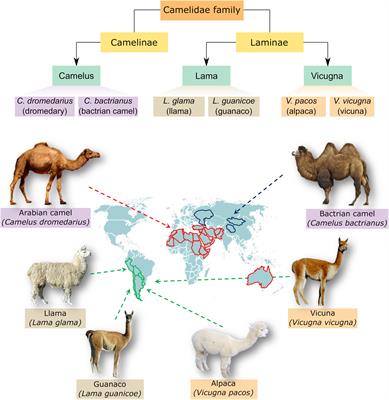 Cellular and Molecular Adaptation of Arabian Camel to Heat Stress